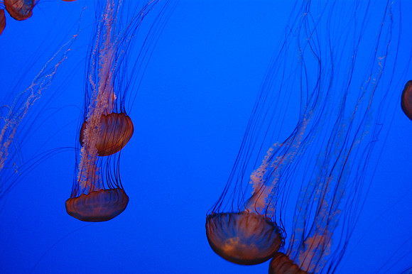 2008-05-26 Monterey Bay 189
