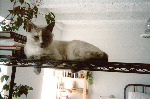 2001 - Shreveport LA - Ilsa at rest 1