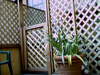 2001-06 - San Francisco CA - Agapanthus On Deck