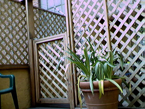 2001-06 - San Francisco CA - Agapanthus On Deck