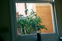 2001-06 - San Francisco CA - Kitchen Window