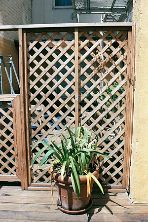 2001-06 - San Francisco CA - New Agapanthus