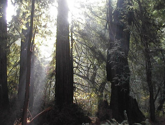 2002-11 - Marin County CA - Muir Woods 3