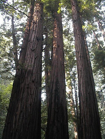 2002-11 - Marin County CA - Muir Woods 4