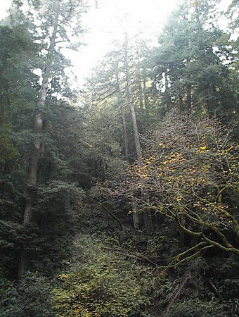 2002-11 - Marin County CA - Muir Woods 5