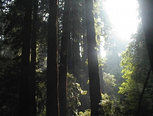 2002-11 - Marin County CA - Muir Woods 6