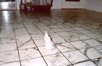 2003 Ricky