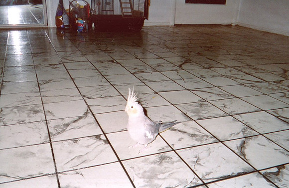 2003 Ricky