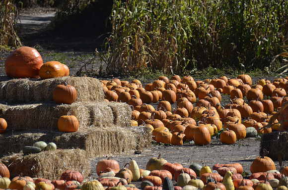 2013-10-12 Pumpkin Patch 424