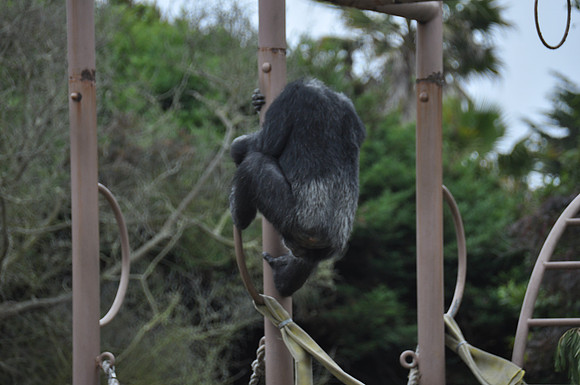 2014-06-12 Trip to the Zoo 086