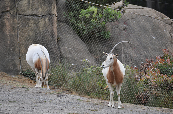 2014-06-12 Trip to the Zoo 433