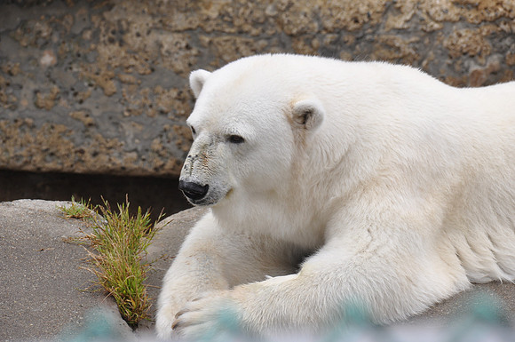 2014-06-12 Trip to the Zoo 149