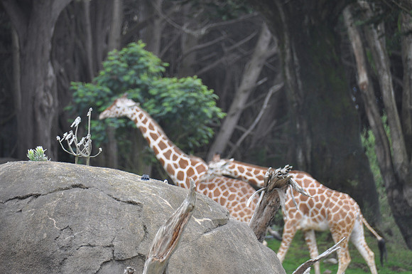 2014-06-12 Trip to the Zoo 467