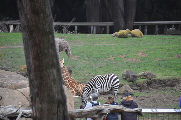 2014-06-12 Trip to the Zoo 469
