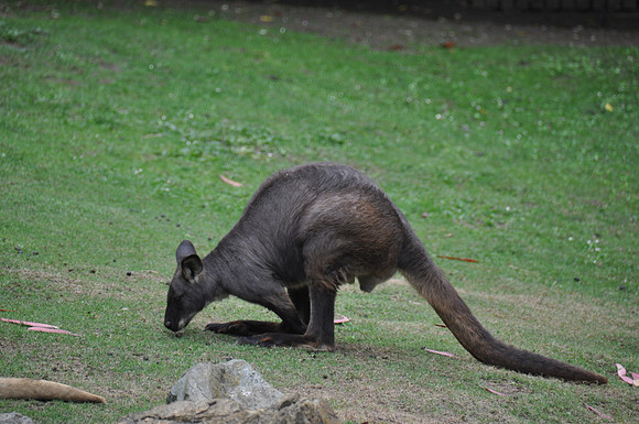 2014-06-12 Trip to the Zoo 119