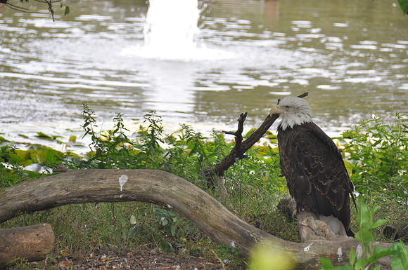 2014-06-12 Trip to the Zoo 186