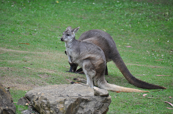 2014-06-12 Trip to the Zoo 118
