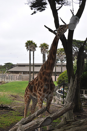 2014-06-12 Trip to the Zoo 464