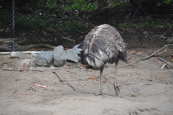 2014-06-12 Trip to the Zoo 115