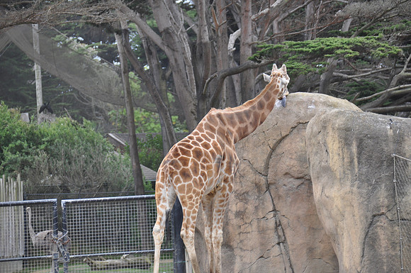2014-06-12 Trip to the Zoo 432