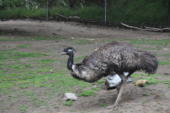 2014-06-12 Trip to the Zoo 117