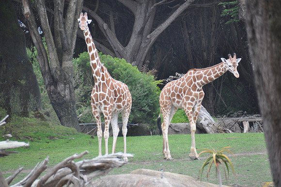 2014-06-12 Trip to the Zoo 431