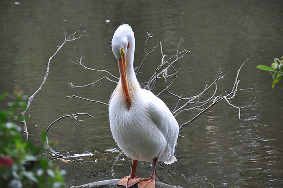2014-06-12 Trip to the Zoo 125