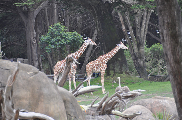 2014-06-12 Trip to the Zoo 439