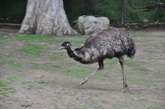 2014-06-12 Trip to the Zoo 116
