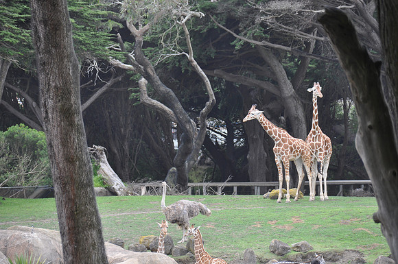2014-06-12 Trip to the Zoo 442