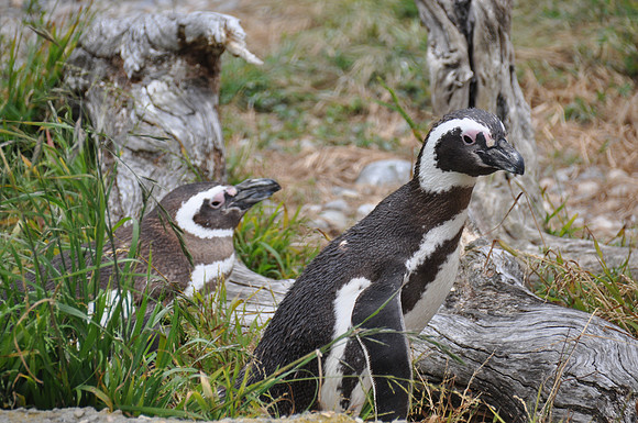 2014-06-12 Trip to the Zoo 251