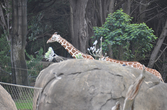 2014-06-12 Trip to the Zoo 468