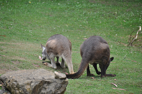 2014-06-12 Trip to the Zoo 114