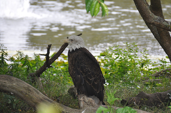 2014-06-12 Trip to the Zoo 188