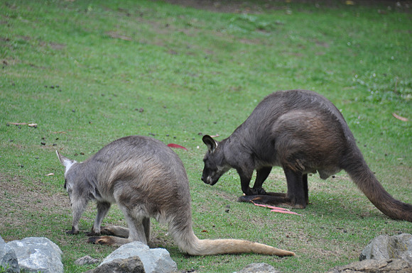 2014-06-12 Trip to the Zoo 121