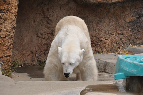 2014-06-12 Trip to the Zoo 141