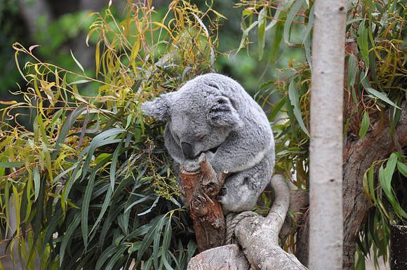 2014-06-12 Trip to the Zoo 102