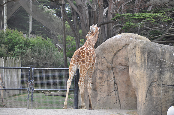2014-06-12 Trip to the Zoo 438