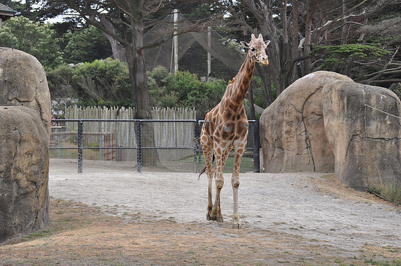 2014-06-12 Trip to the Zoo 447