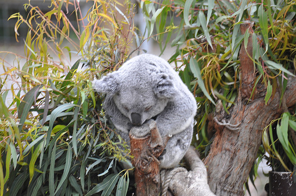 2014-06-12 Trip to the Zoo 103