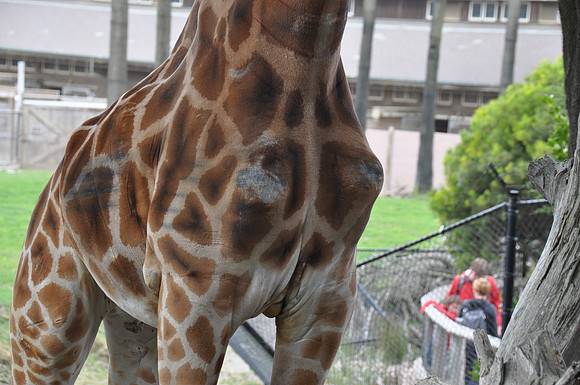 2014-06-12 Trip to the Zoo 457