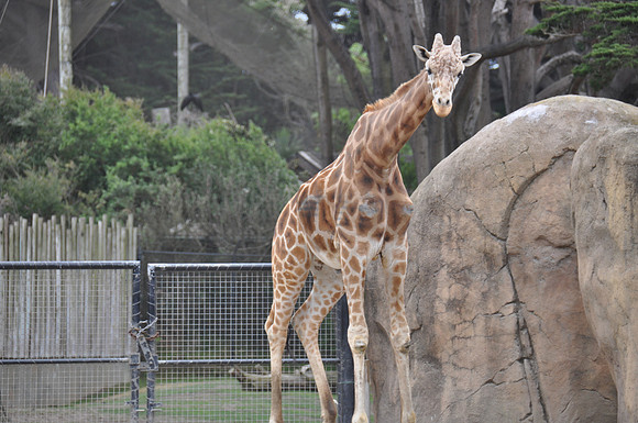 2014-06-12 Trip to the Zoo 445