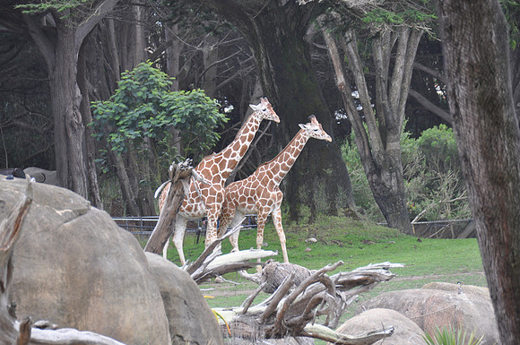 2014-06-12 Trip to the Zoo 440