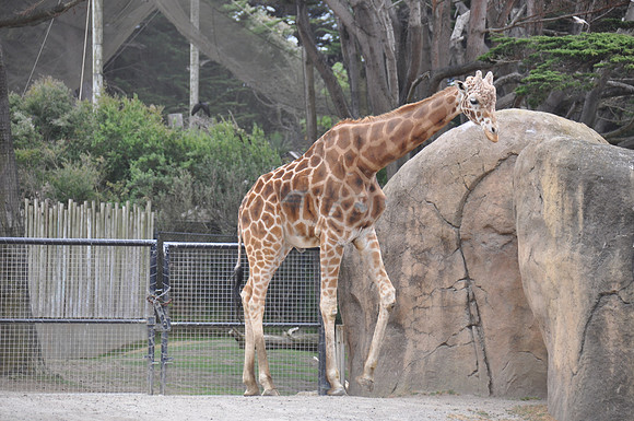 2014-06-12 Trip to the Zoo 444