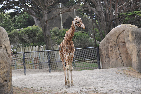 2014-06-12 Trip to the Zoo 446