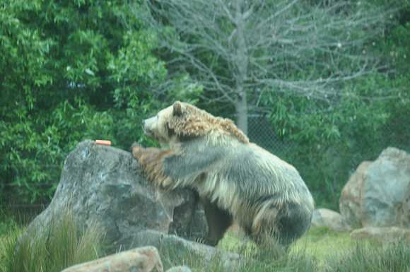 2014-06-12 Trip to the Zoo 175