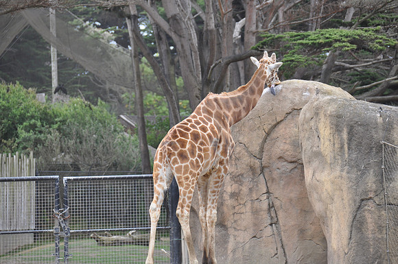 2014-06-12 Trip to the Zoo 434