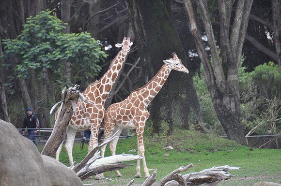 2014-06-12 Trip to the Zoo 441