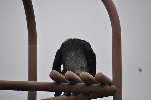 2014-06-12 Trip to the Zoo 091