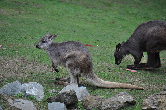 2014-06-12 Trip to the Zoo 120